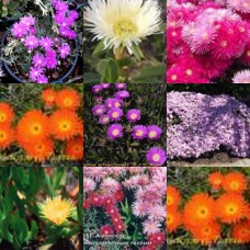 Pigface Mixed x 10 Random Pack 4 Types Succulents Iceplants Groundcover Plants Flowering Hanging Baskets Rockery Pots Hardy Drought Frost Tough Evergreen Mesembryanthemum crystallinum